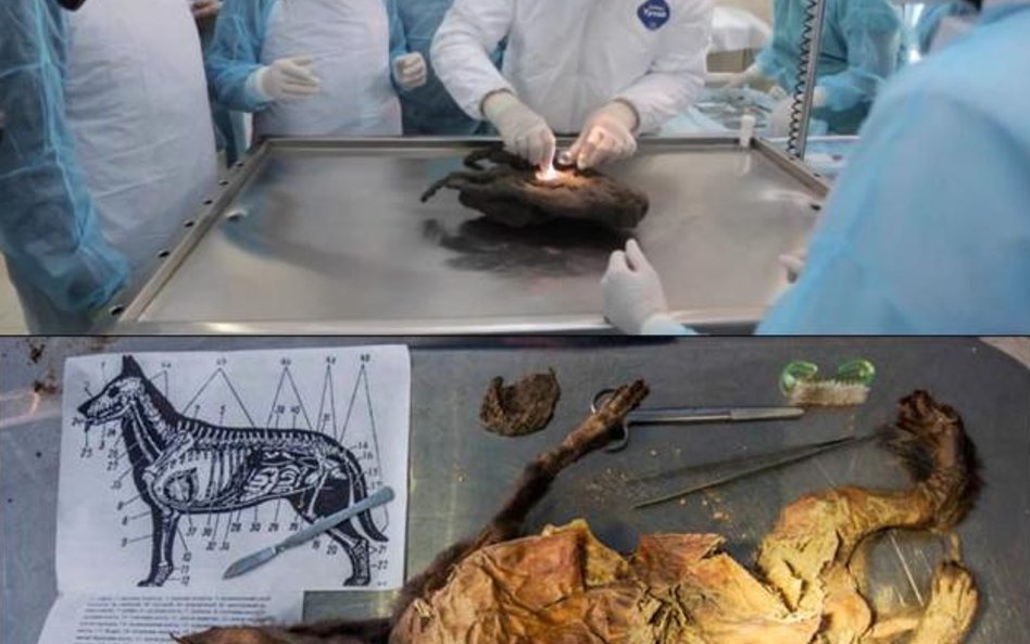 Zwierzę zginęło, gdy nad rzeką osunęła się ziemia – zwały gęstego błota