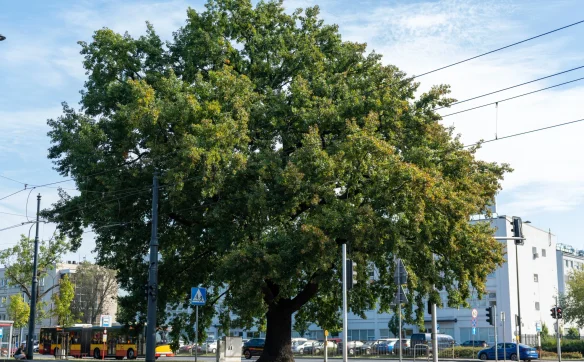 Dąb szypułkowy "Geralt" zajął drugie miejsce w konkursie