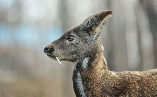 Piżmowiec syberyjski