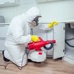 W polskich domach może pojawić się nowy gatunek karaczanów – Supella longipalpa