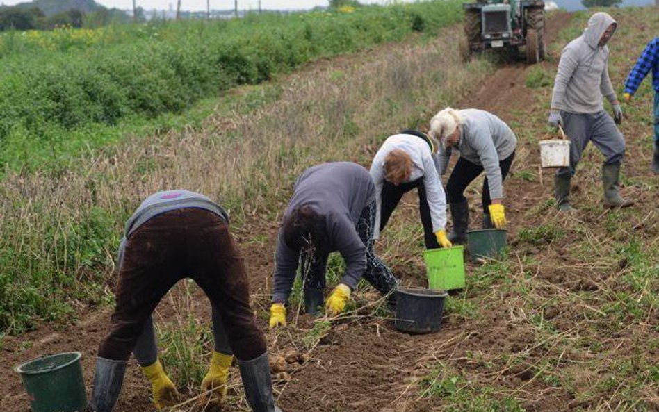 W Niemczech Polacy najczęściej podejmują pracę w rolnictwie