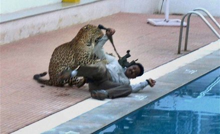 Indie: Lampart wtargnął na teren szkoły i ranił sześć osób