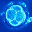 In vitro, komunia – kościelny spór