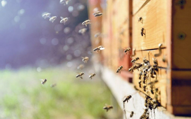 Małopolska: Spłonęło ponad milion pszczół