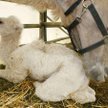 Mama z wielbłądziątkiem w cyrku Barelli w Norymberdze