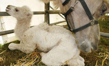 Mama z wielbłądziątkiem w cyrku Barelli w Norymberdze