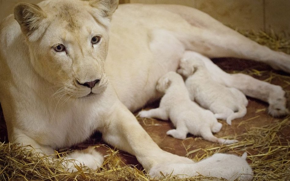 Lwica Azira z małymi lwiątkami w borysewskim ZOO Safari.