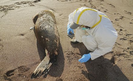 Peru. Ptasia grypa zabiła prawie 600 lwów morskich i kilkadziesiąt tysięcy ptaków