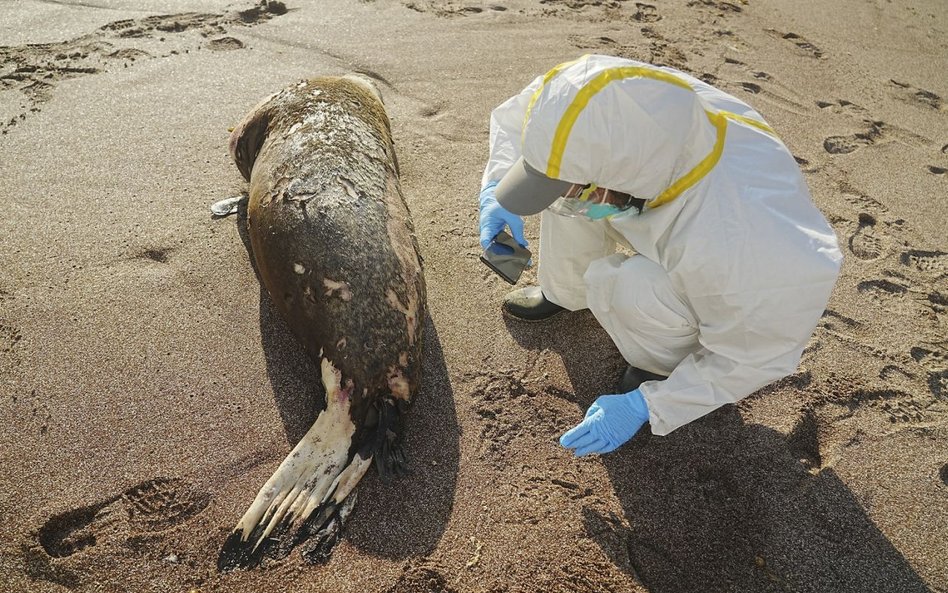 Peru. Ptasia grypa zabiła prawie 600 lwów morskich i kilkadziesiąt tysięcy ptaków