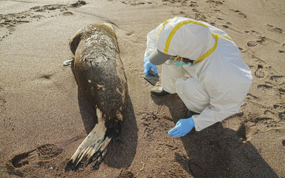 Peru. Ptasia grypa zabiła prawie 600 lwów morskich i kilkadziesiąt tysięcy ptaków