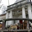 12 stycznia 2011 roku, Celestynów. Społeczne schronisko dla zwierząt, które ma być zamknięte 9 luteg