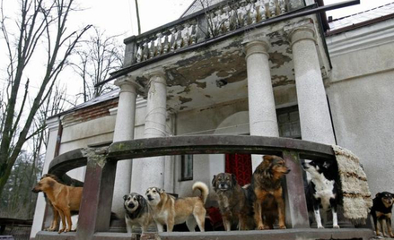 12 stycznia 2011 roku, Celestynów. Społeczne schronisko dla zwierząt, które ma być zamknięte 9 luteg