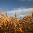 Nowe zasady ubezpieczeń upraw rolnych