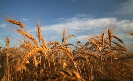 Nowe zasady ubezpieczeń upraw rolnych