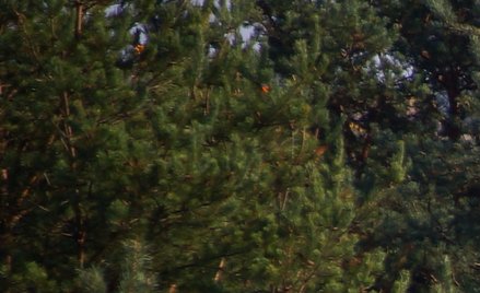 Piotr Kosmaty: Łagodzący upływ czasu nie dotyczy ludobójstwa