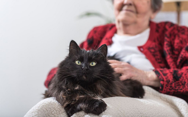 Czy kot może poprawić życie twojej babci?