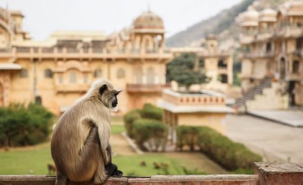 Indie: Małpa porwała dziecko. Chłopiec nie żyje