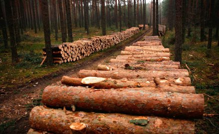 Spór o drewno nadal dzieli Lasy Państwowe i przemysł