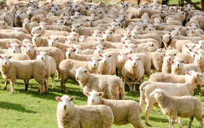 Madryt: 2 tysiące owiec w centrum miasta