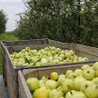 Stosowane w umiarze, zgodnie z prawem i zaleceniami producentów, środki ochrony roślin przyczyniają 