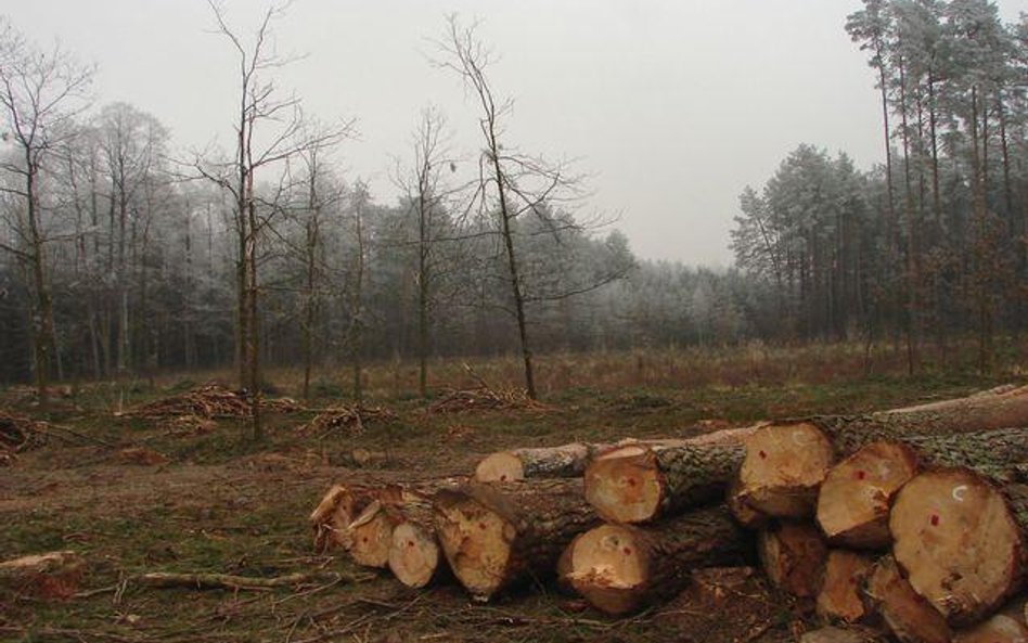 Jest szansa na więcej drewna