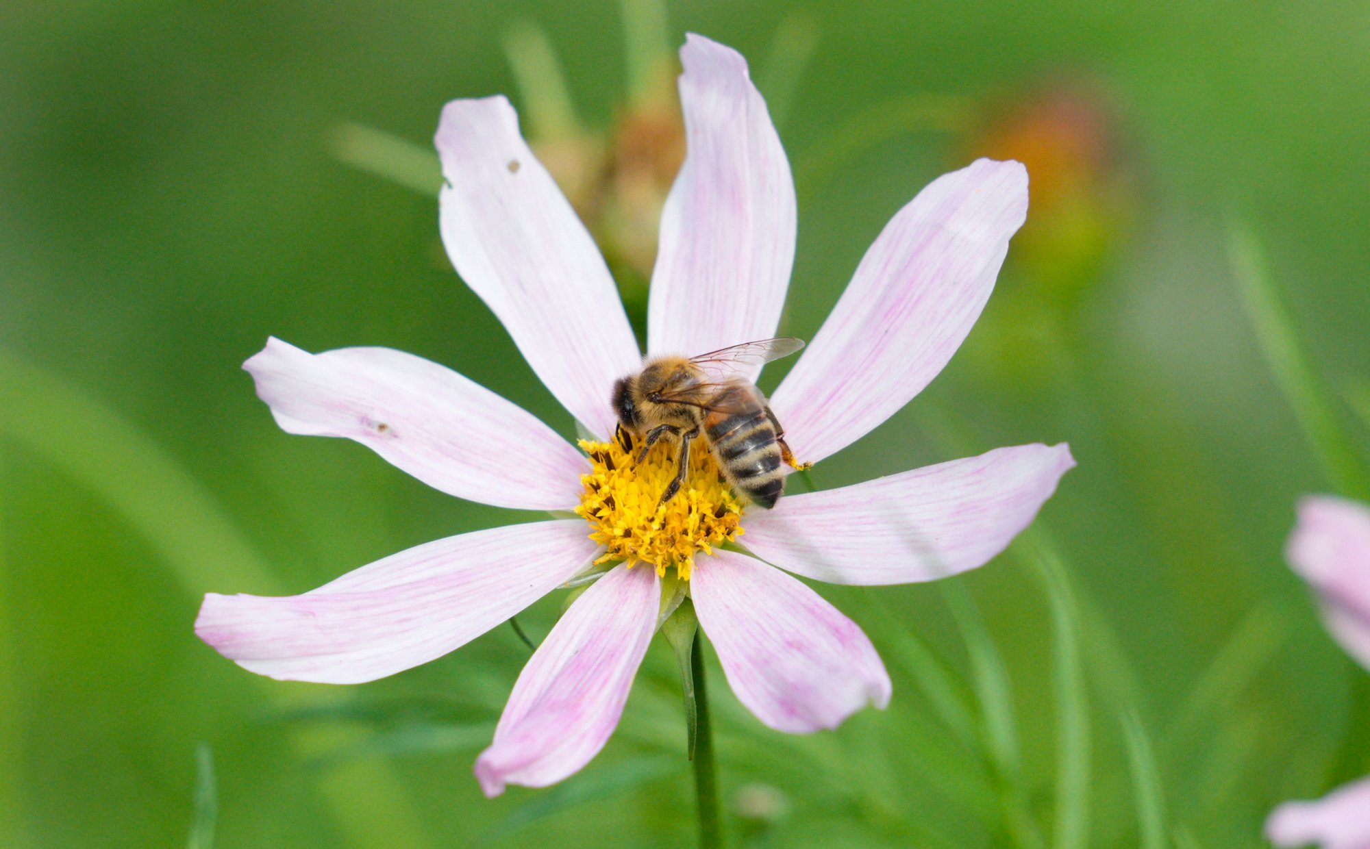Dzika pszczoła na „czerwonej liście” gatunków zagrożonych. Eksperci alarmują