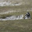 Pingwin magellański na Falklandach