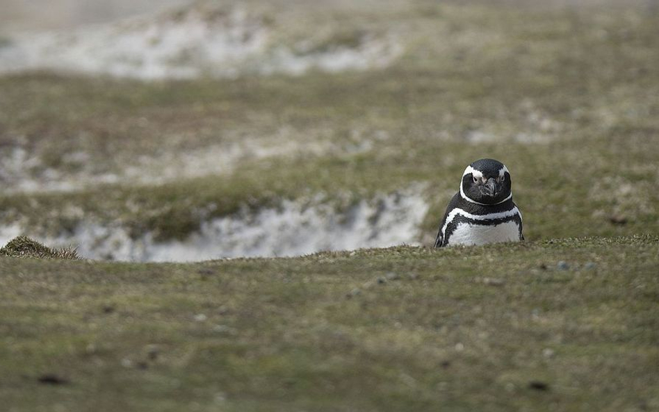 Pingwin magellański na Falklandach