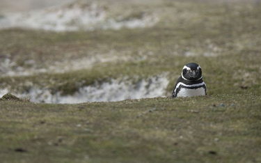 Pingwin magellański na Falklandach