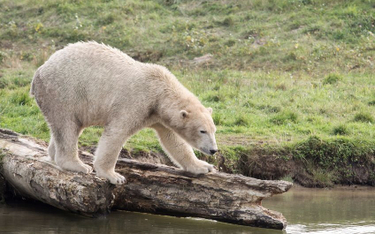 Rosja: Niedźwiedź polarny pokonał 700 km szukając jedzenia