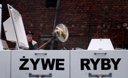 Żywe karpie mogą zniknąć z handlu - projekt ustawy o ochronie zwierząt