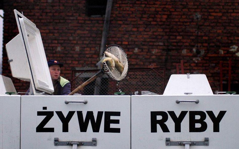 Żywe karpie mogą zniknąć z handlu - projekt ustawy o ochronie zwierząt