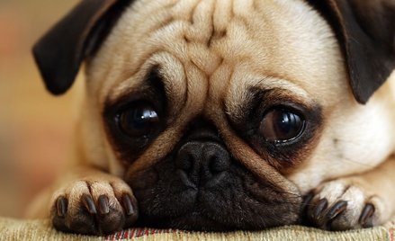 Nauczył psa hailować. Na komendę "Żydzi do gazu"