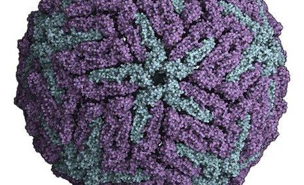 Wirus dengi – tak wygląda jego budowa na poziomie cząsteczkowym