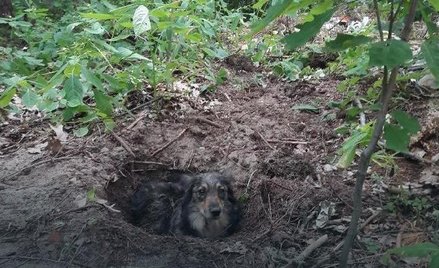 Zakopał żywcem psa. Sprawca ustalony
