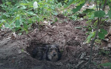 Zakopał żywcem psa. Sprawca ustalony