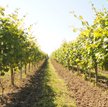 Podkarpackie: Większość winnic przyjmuje turystów