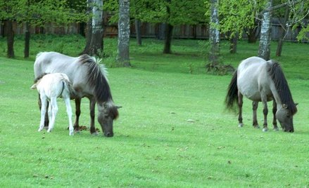 W Popielnie nadal zlokalizowana będzie hodowla konika polskiego