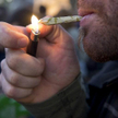 Ruch Palikota chce legalnych klubów z marihuaną