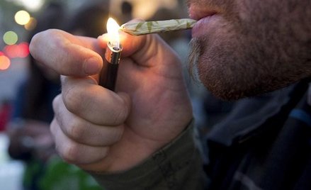Ruch Palikota chce legalnych klubów z marihuaną