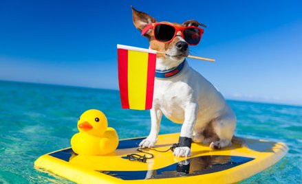 Pupile domowe jak dzieci podczas rozwodów. Hiszpania zmienia prawo