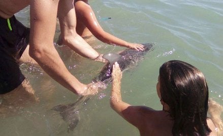 Hiszpania: Fani selfie zamęczyli małego delfina