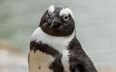 Komunikacja pingwinów jest podobna do ludzkiej mowy