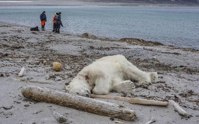 Pracownicy wycieczkowca zastrzelili niedźwiedzia polarnego