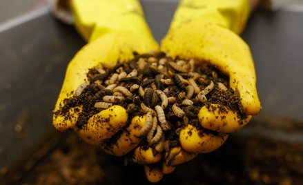 Wiele insektów stanowi bardzo dobre źródło białka. Autorzy publikacji zwracają jednak uwagę, że na r