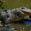 Krokodyle olbrzymy