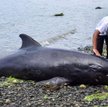 Mauritius po wycieku ropy: wzrasta liczba martwych delfinów