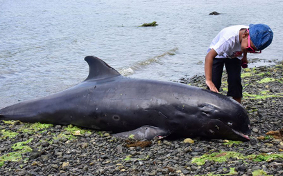 Mauritius po wycieku ropy: wzrasta liczba martwych delfinów
