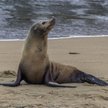 Australia: Foka pomogła w ujęciu przemytników narkotyków