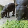 Hipopotam karłowaty urodził się w zoo we Wrocławiu